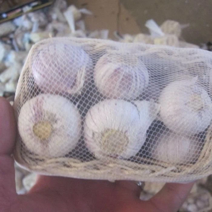 Verse Solo Knoflook op Voorraad